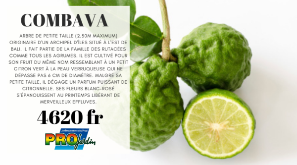 Combava