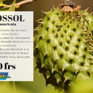 Corossol