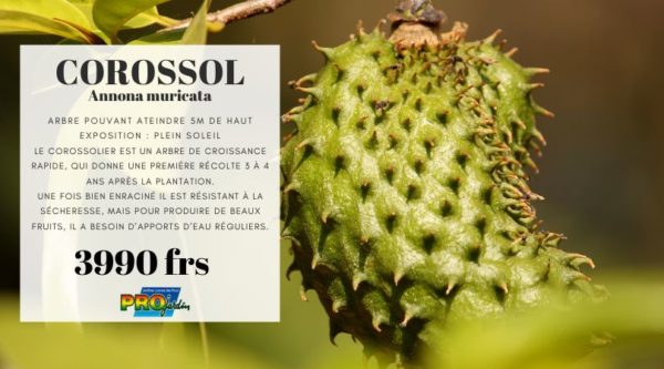 Corossol