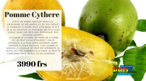 Pomme Cythere