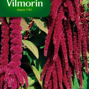 SACHET AMARANTE QUEUE DE RENARD VILMORIN
