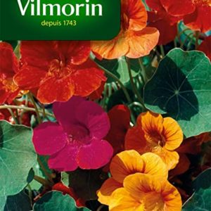 SACHET CAPUCINE DE LOBB VILMORIN