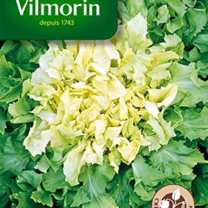 SACHET CHICOREE GEANTE MARAICHERE SALANCA VILMORIN
