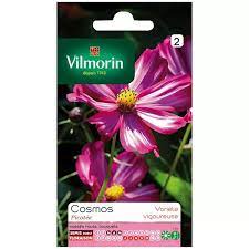SACHET COSMOS PICOTEE VILMORIN