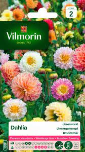 SACHET DAHLIA UNWIN VILMORIN
