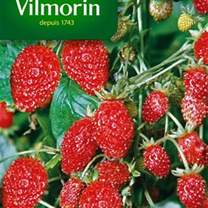 SACHET FAISIER SUPREME VILMORIN