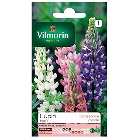 SACHET LUPIN ANNUEL VARIE VILMORIN