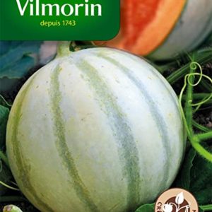 SACHET MELON SAVOR HF1 VILMORIN