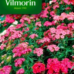 SACHET OEILLET DE POETE TAPIS DES INDES VARIE VILMORIN