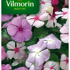 SACHET PERVENCHE DE MADAGASCAR VARIE VILMORIN