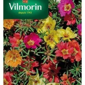 SACHET POURPIER SIMPLE VARIE VILMORIN