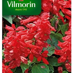 SACHET SAUGE BRASIER VILMORIN