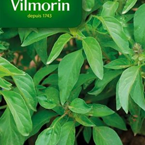SACHET BASILIC CITRON VILMORIN