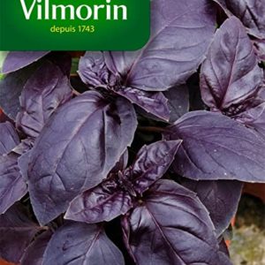 SACHET BASILIC POURPE VILMORIN