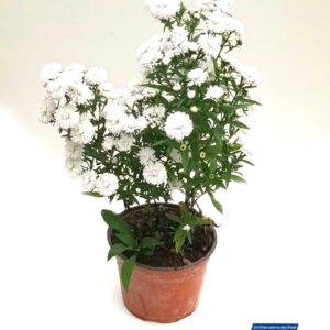 ASTER BLANC 2L