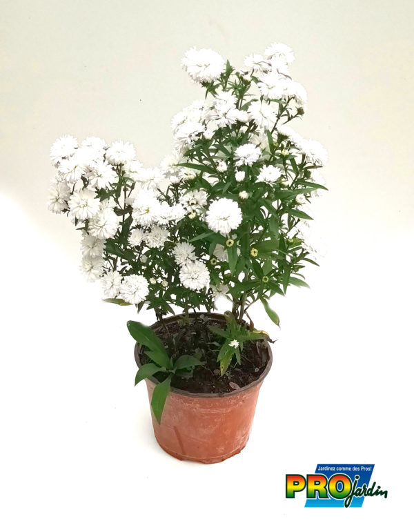 ASTER BLANC 2L