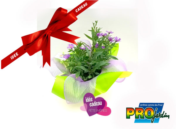 ASTER