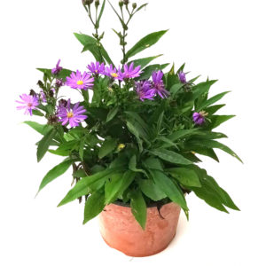 ASTER 2L