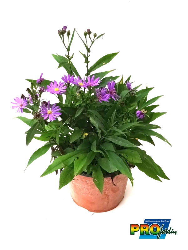 ASTER 2L