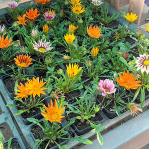 GAZANIA JEUNE PLANT GODET 9X9 cm