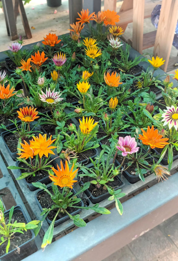 GAZANIA JEUNE PLANT GODET 9X9 cm