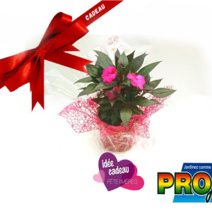 IMPATIENS DE NOUVELLE GUINEE