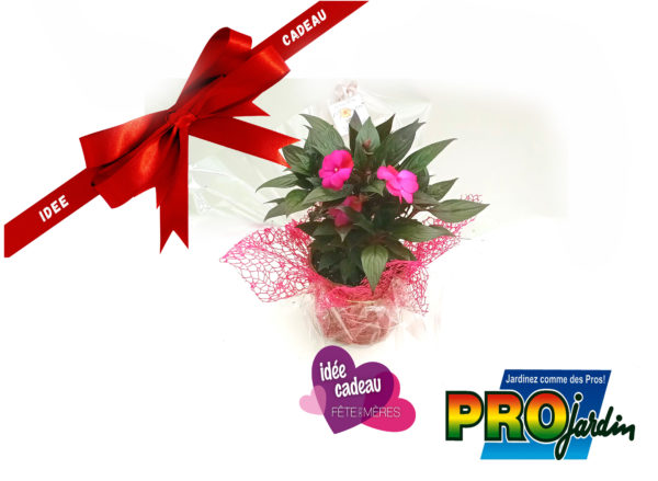 IMPATIENS DE NOUVELLE GUINEE