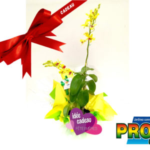 ORCHIDEE