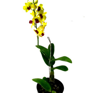 ORCHIDEE DENBROBIUM