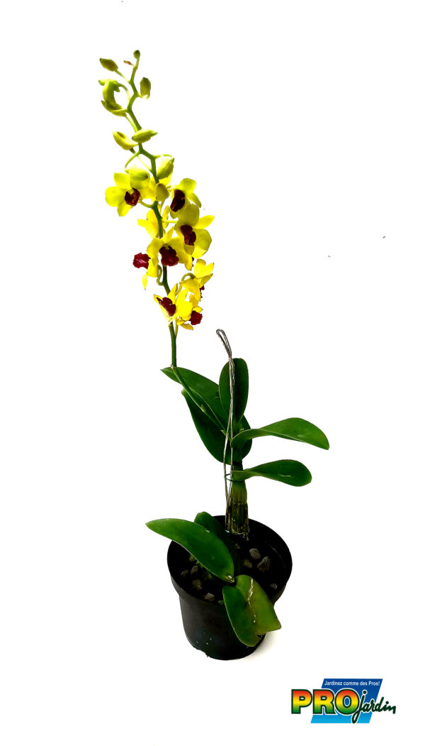ORCHIDEE DENBROBIUM