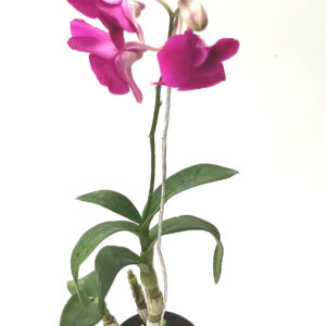 ORCHIDEE DENBROBIUM