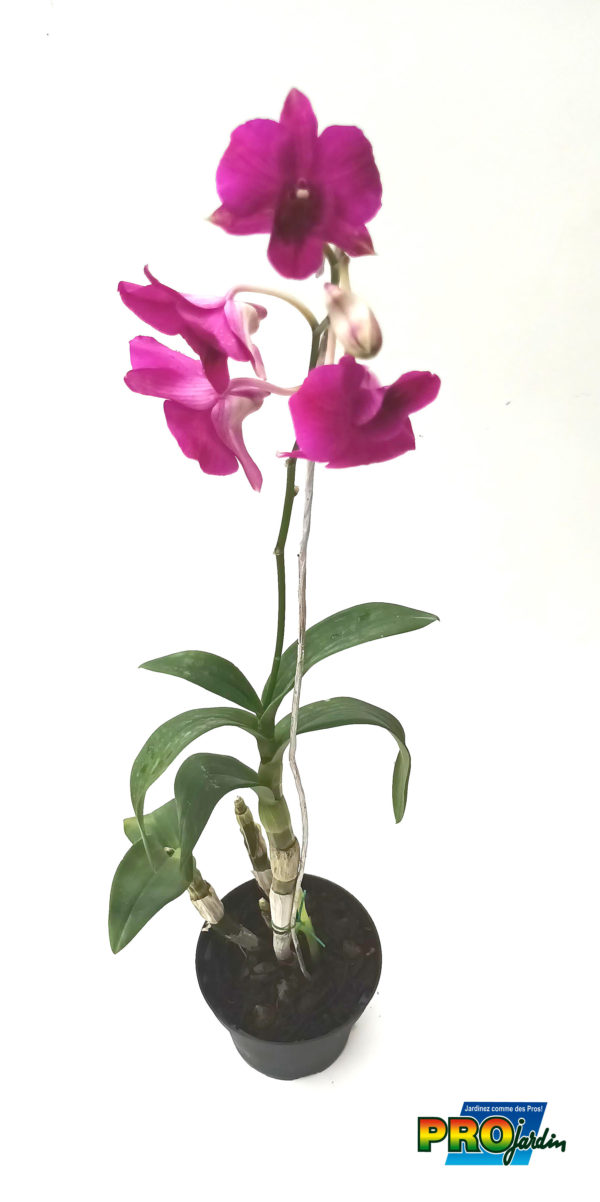 ORCHIDEE DENBROBIUM