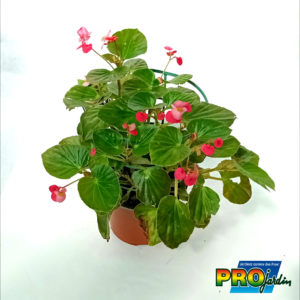 BEGONIA POTEE 17