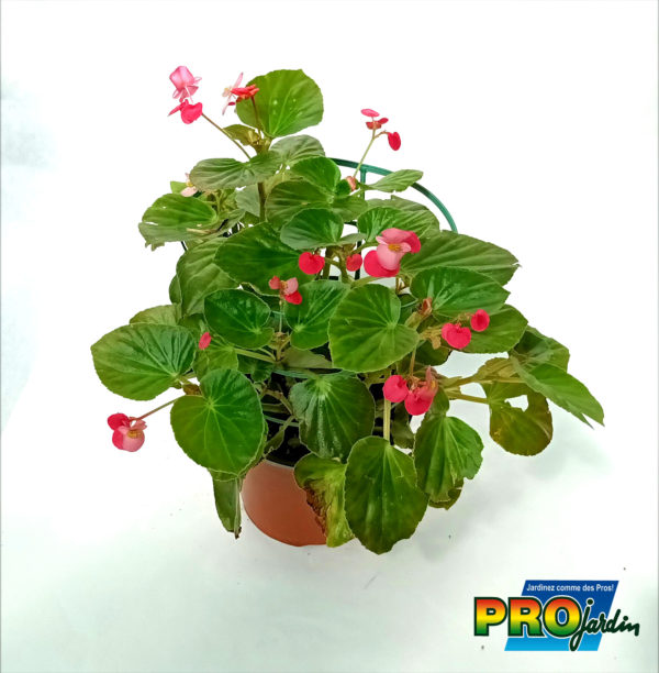 BEGONIA POTEE 17